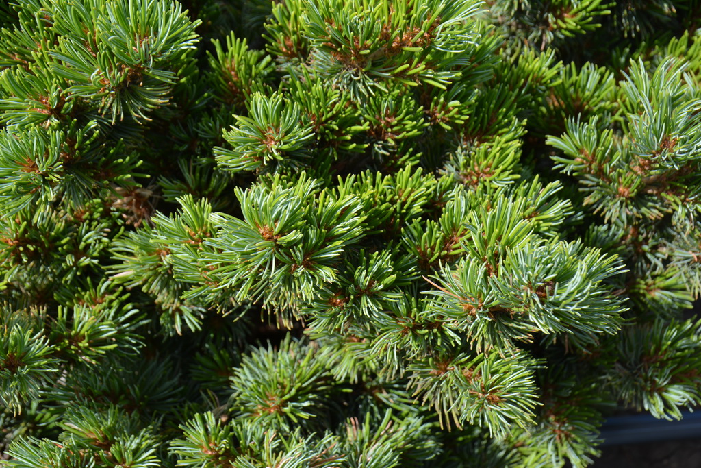 Pinus parviflora `Hagoromo` (16).JPG